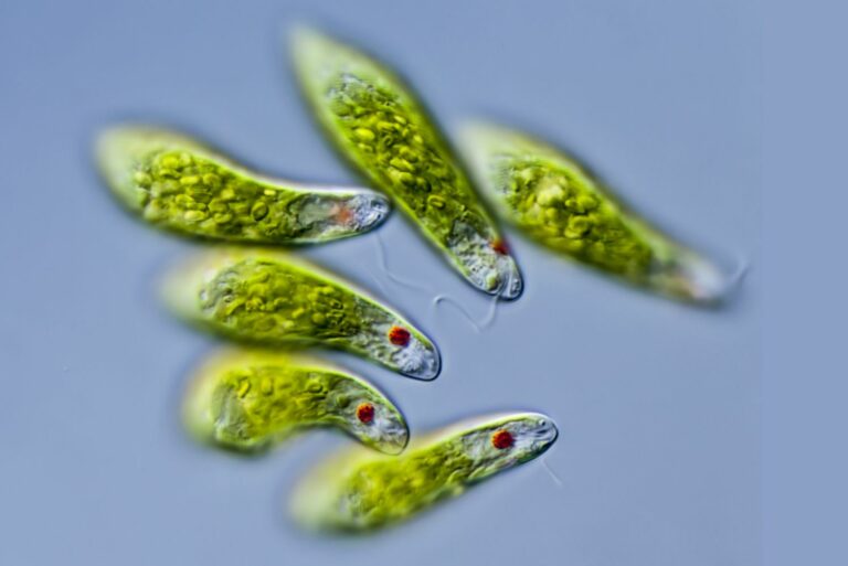 euglena 57ee66383df78c690faf9a1b